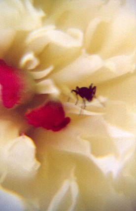 antonpeony.jpg