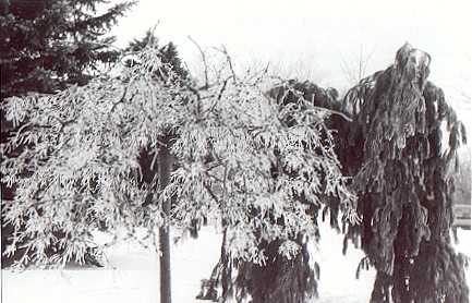arboretum.jpg
