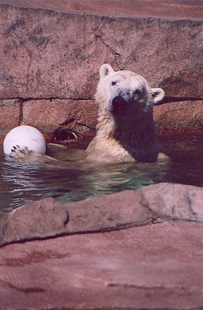 bearandball.jpg