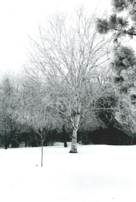 birch.jpg