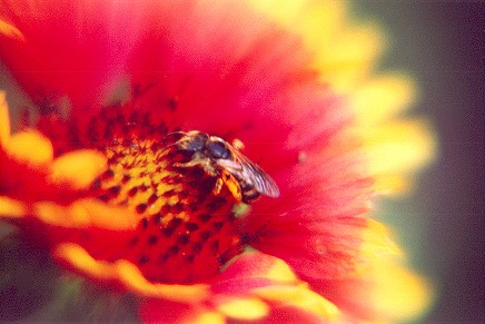 collectingpollen.jpg