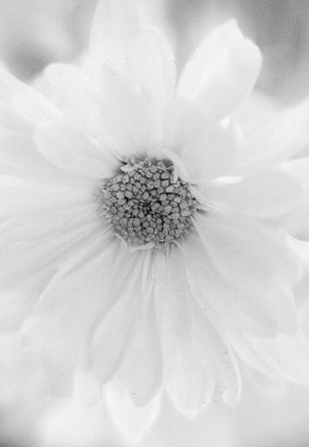 daisybw.jpg