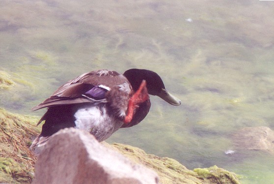 duck.jpg