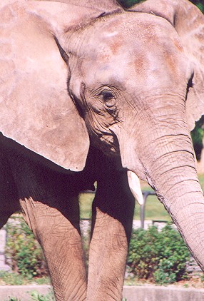 elephant.jpg