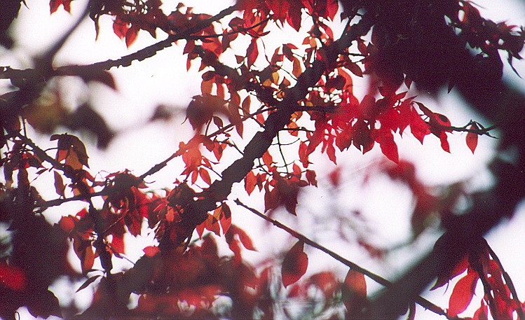 firebush.jpg