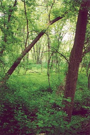 greenery.jpg