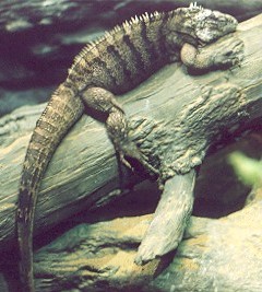 iguana.jpg