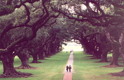 liveoaktrees.jpg