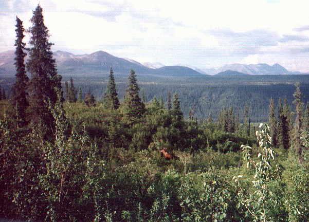 moose.jpg
