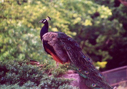 peacock.jpg