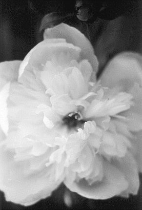 peony2bw.jpg