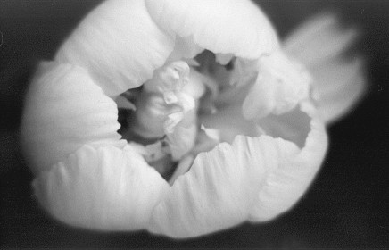 peonybudbw.jpg