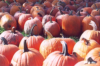 pumpkins.jpg