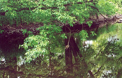 reflections.jpg