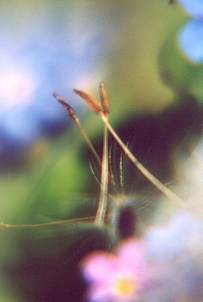 seeds.jpg