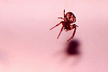 spider.jpg