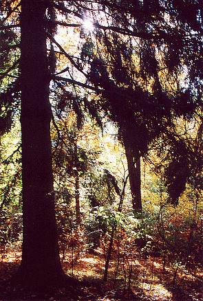sunintrees.jpg