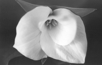 trilliumblackandwhite.jpg