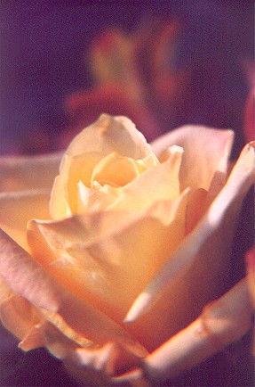 yellowrose26.jpg